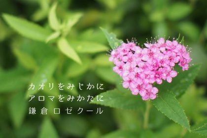 kamakura-RoseCoeur_image02